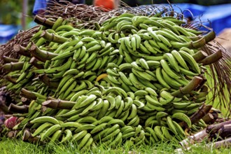 Lush green banana trees lie on grass in rural surroundings, green bananas at the Rurrenabaque