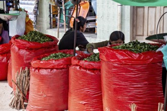 Merchants at a market who fill and sell big red bags with green leaves, selling Coca leaves at the