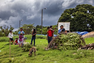 Group of people with dogs next to piles of bananas under threatening skies in a field, The