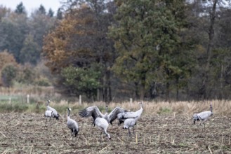 Cranes (Grus grus), Lower Saxony, Germany