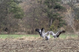 Cranes (Grus grus), fighting, Lower Saxony, Germany