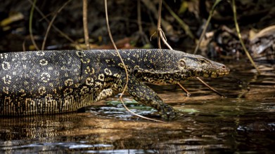 Side view of a monitor in water surrounded by branches and natural light, The bandaged monitor in