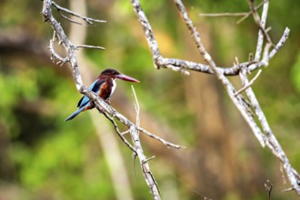 Kingfisher sits on a branch surrounded by green forest, warm sunlight gives the scene liveliness,