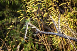 A green bird sits on a branch surrounded by yellow foliage in a forest, the Asian green bee-eater
