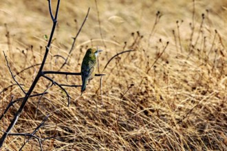 A bird sits on a branch in a dry meadow landscape, the Asian green bee-eater (Merops orientalis)