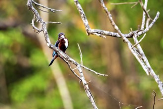 Kingfisher on a branch in a forest with a blurred background that creates a relaxed atmosphere, The
