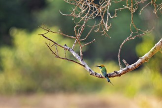 A bird sits on a branch in a natural environment with a blurred background in sunlight, The Asian