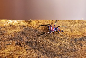 A colorful spider crawls on a wooden board surface in a close-up view, The jumping spider Chrysilla