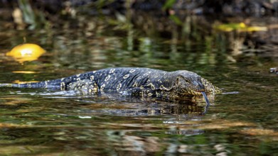 Monitor swims in calm water surrounded by natural elements and reflected light, The bandaged
