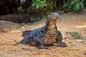 Monitor sitting on dry soil, looking forward and tongue sticking out, surrounded by natural