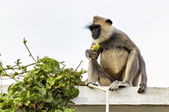 A Langur monkey sits on a roof and holds a yellow leaf surrounded by plants, The Indian Hanuman