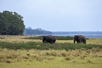 Two elephants stand in a grassland near a river with trees in the background under a cloudy sky,