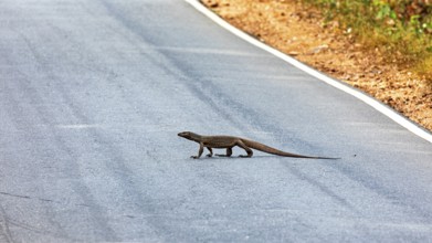 A monitor crosses a paved road in a natural environment in sunny weather, The tying monitor in the