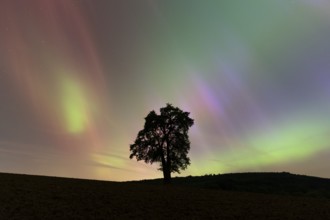 A solitary pear tree at night with aurora borealis. Rhein-Neckar District, Baden-Württemberg,