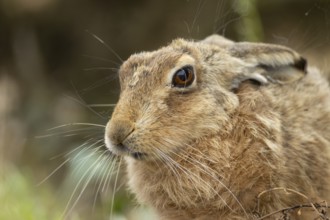 European brown hare (Lepus europaeus) adult animal head portrait, England, United Kingdom