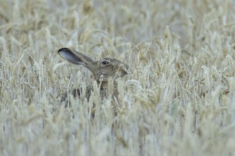 European brown hare (Lepus europaeus) adult animal eating a wheat plant sheath in a farmland field