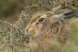 European brown hare (Lepus europaeus) adult animal resting, England, United Kingdom