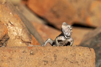 A lizard sits on a brick surrounded by natural materials, the bloodsucker lady sits on a wall near