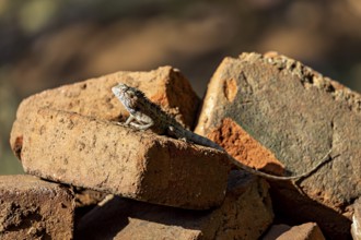 A lizard basks in the open on stacked bricks, the bloodsucker lady sits on a wall near Sigiriya in
