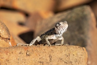 Lizard looks curiously at the sun, sitting on bricks, the bloodsucker lady sits on a wall near