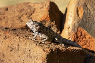 Lizard rests on bricks and enjoys the sun's rays, the bloodsucker lady sits on a wall near Sigiriya