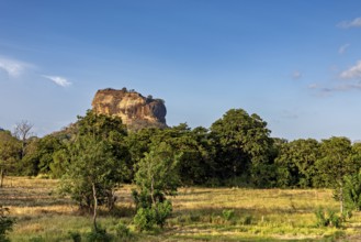 A rural view of a huge rock and lush meadows under clear skies, The Lion Rock near Sigiriya in Sri