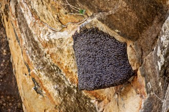 A beehive nestled in a rock, surrounded by natural, rough rock structure, The giant honeybee on a