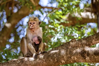 Monkey with young animal sitting on a tree in natural surroundings, surrounded by green leaves and