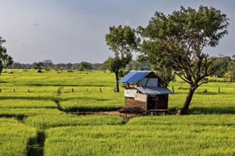 A hut with a blue roof and a tree stand in an extensive green rice field, green rice paddies in Sri
