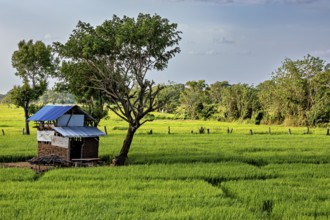 A simple hut with a blue roof stands next to a tree in the middle of a vast green rice field, green