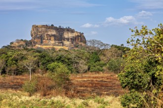 Field with a distinctive rock in the background under a slightly cloudy sky, The Lion Rock near