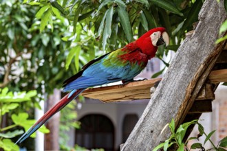 Colourful parrot on a branch in a tropical environment with lush greenery, The red-green macaw in