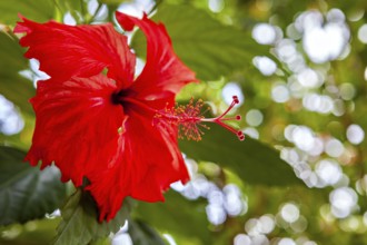 Red hibiscus flower against a blurred green background in vivid colors, the bright red hibiscus