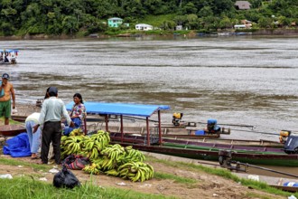 People pile bananas next to boats on the riverbank in green surroundings, longboat on a river near