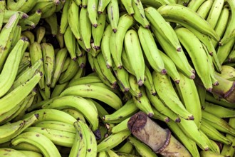 Close-up of green bananas showing fresh and vivid colors, green bananas at the Rurrenabaque market
