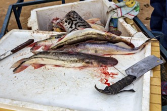 Fresh fish is prepared for processing on a cutting board with knives, freshly caught fish at the
