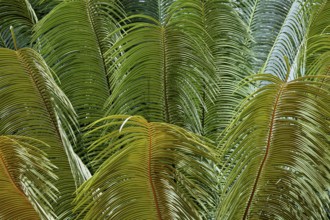 Dense arrangement of tropical leaves in various shades of green and textures, leaves of ferns in