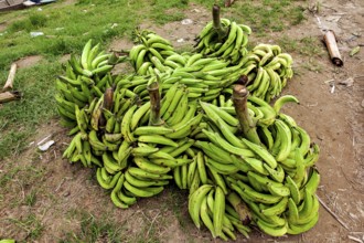 Several bundles of green bananas on grass and soil in natural surroundings, green bananas at the