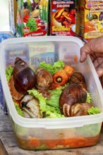 Large snails on lettuce and carrots in a plastic container surrounded by colorful packaging at a