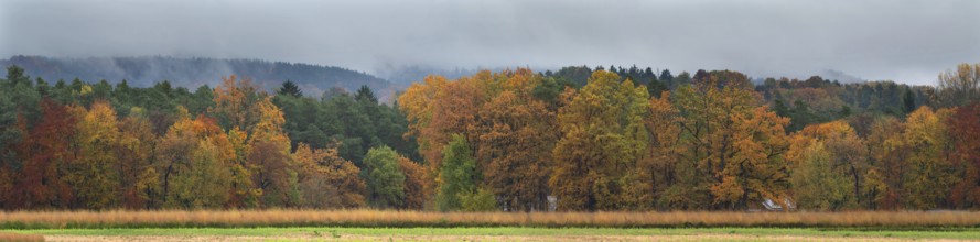 Mixed forest in autumn colors on a rainy day, Eckental, Middle Franconia, Bavaria, Germany