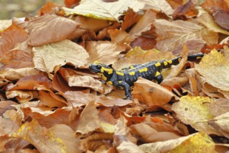 Fire salamander (Salamandra salamandra), in a beech forest on autumn leaves, autumn, Wilnsdorf,