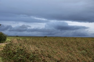 Reed, thatch (Phragmites australis) on the lagoon, dark rain clouds (Nimbostratus), Ahrenshoop,