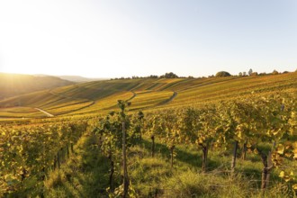 Golden evening sun shines over the colorful vines in the vineyards of Beutelsbach and Weinstadt