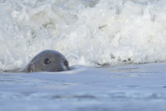 Grey seal (Halichoerus grypus) adult animal in the breaking waves of the sea, England, United