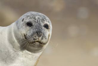 Common seal (Phoca vitulina) adult animal head portrait, England, United Kingdom