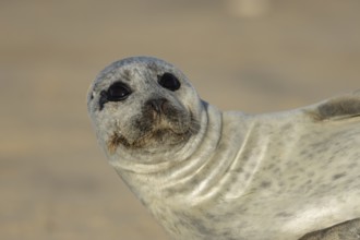 Common seal (Phoca vitulina) adult animal resting on a beach, England, United Kingdom