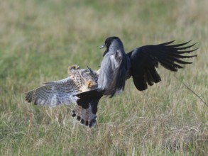 Kestrel (Falco tinnunculus) fighting with Hooded Crow (Corvus cornix), Berlin, Germany