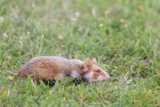 A European hamster (Cricetus cricetus) forages for food on green grass. Vienna, Austria