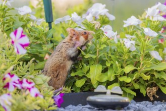 A European hamster (Cricetus cricetus) searches for food on a decorated grave and eats the petals