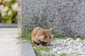 A European hamster (Cricetus cricetus) forages for food on a grave. Vienna, Austria